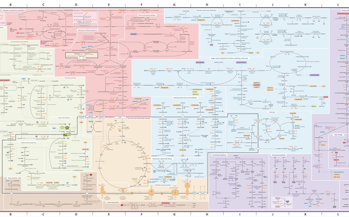"Subway Map" of Human Metabolism