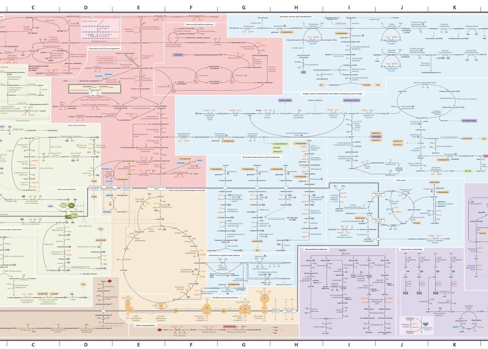 "Subway Map" of Human Metabolism