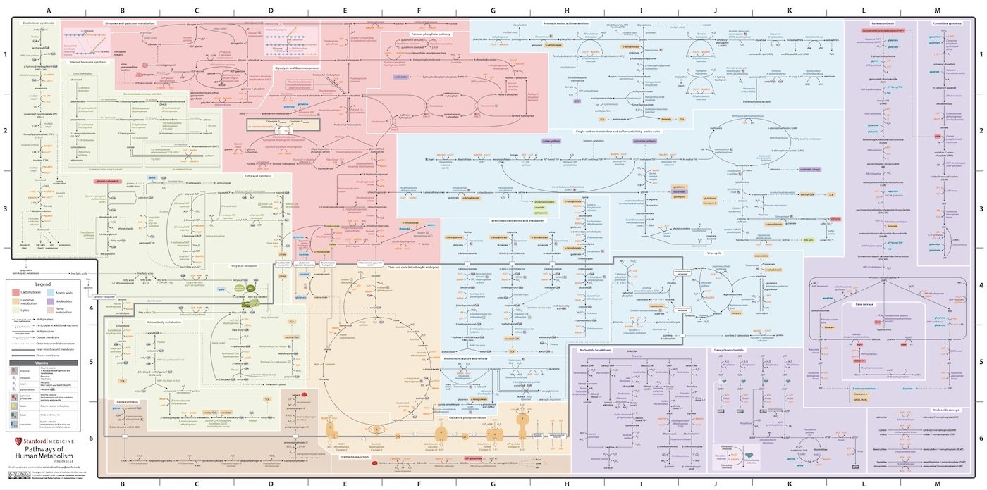 "Subway Map" of Human Metabolism