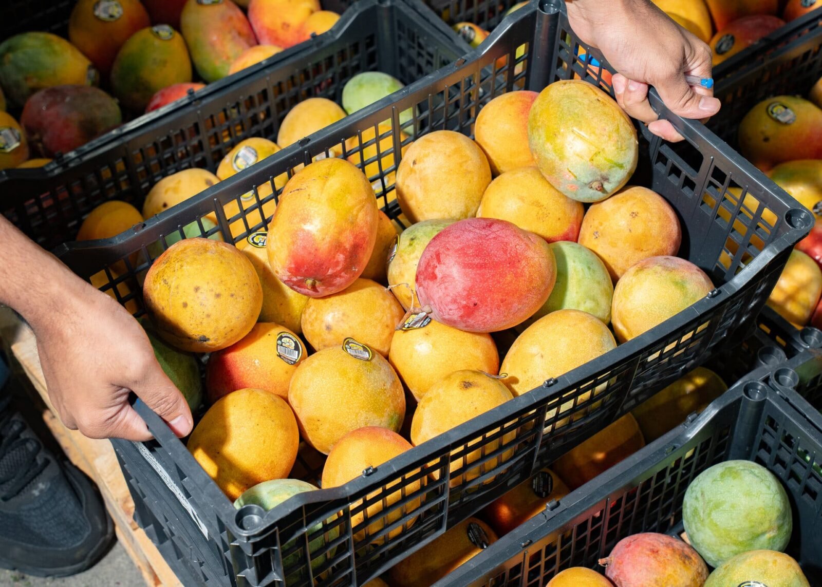 The popularity of Indian mangoes in New Jersey has created a competitive cottage industry of importers. Heather Willensky for The New York Times.
