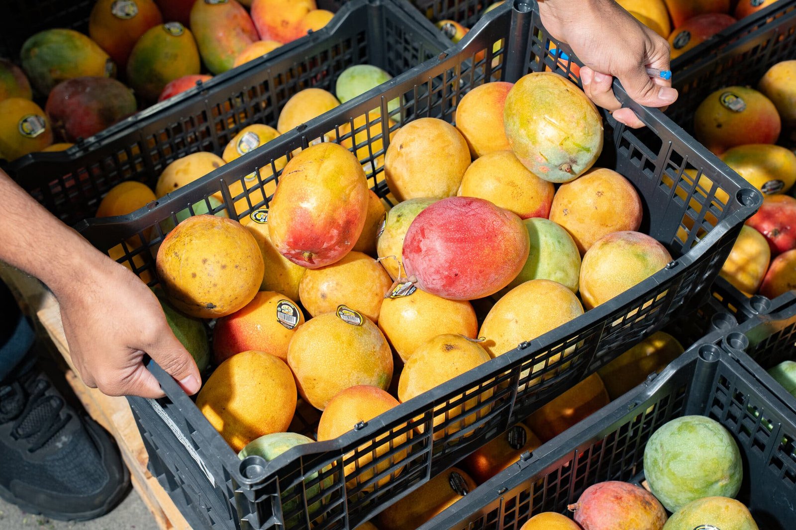 The popularity of Indian mangoes in New Jersey has created a competitive cottage industry of importers. Heather Willensky for The New York Times.